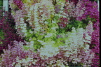 ButchartGardensVictoria01